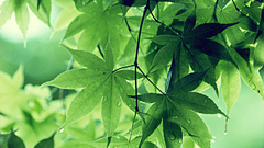Green leaves water drops