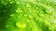 Green leaves water drops
