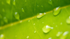 Green leaves water drops