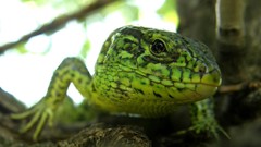 Green lizards depth of