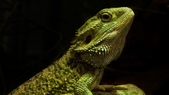 Green lizards Reptiles iguana