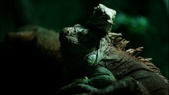 Green love Animals lizards