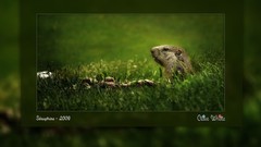 Green Mountains Animals grass