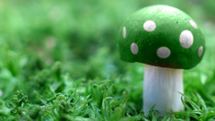 Green mushrooms