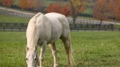 Green nature Animals Horses