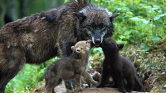 Green nature Animals Puppies