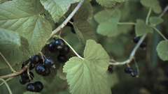 Green nature Berries