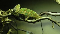 Green nature chameleons Reptiles