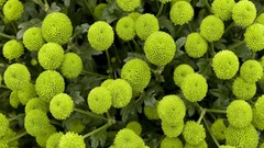 Green nature chrysanthemums