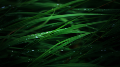 Green nature dark grass