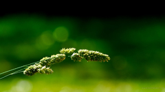 Green nature depth of