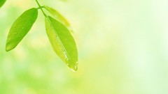 Green nature depth of