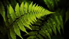 Green nature Ferns