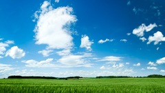 Green nature fields skyscapes