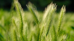 Green nature fields wheat