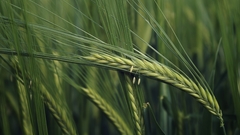 Green nature fields wheat
