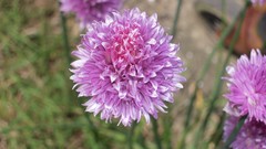 Green nature Flowers