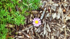 Green nature Flowers