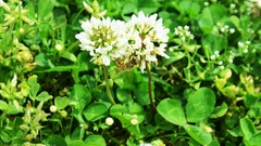 Green nature Flowers bees