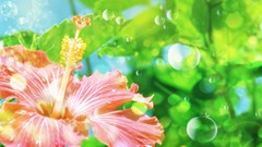 Green nature Flowers bubbles