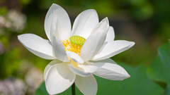 Green nature Flowers lotus