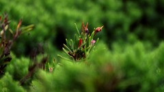 Green nature Flowers macro