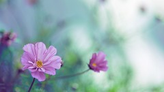 Green nature Flowers purple