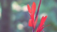Green nature Flowers red