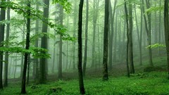 Green nature forests