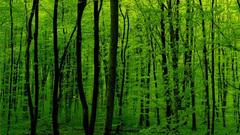 Green nature forests