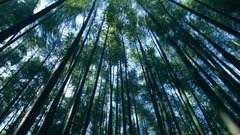 Green nature forests bamboo