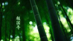 Green nature forests bamboo