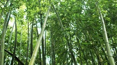 Green nature forests bamboo