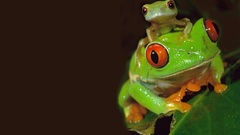 Green nature Frogs peru