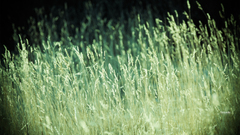 Green nature grass