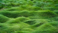 Green nature grass