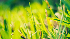 Green nature grass depth