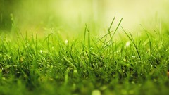 Green nature grass depth