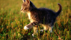 Green nature grass Kittens