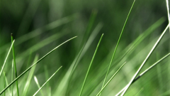 Green nature grass macro