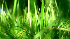 Green nature grass macro