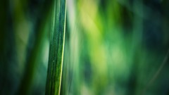 Green nature grass macro