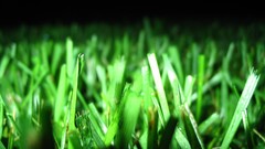 Green nature grass macro