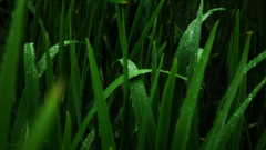 Green nature grass monochrome