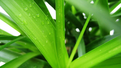 Green nature grass Plants
