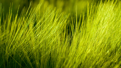 Green nature grass Plants