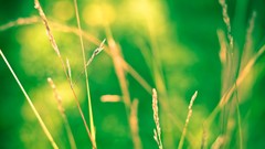 Green nature grass Plants