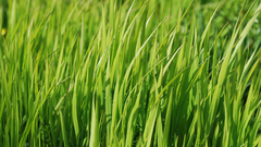 Green nature grass Plants