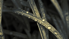 Green nature grass water