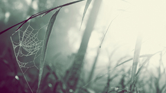 Green nature grass web